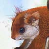 Basilan Flying Squirrel / Petinomys crinitus