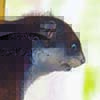 Mindanao Flying Squirrel / Petinomys mindanensis