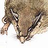 Long-eared Scaly-tailed Flying Squirrel / Idiurus macrotis